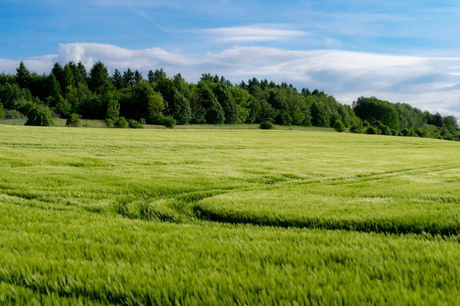 field, agriculture, grain