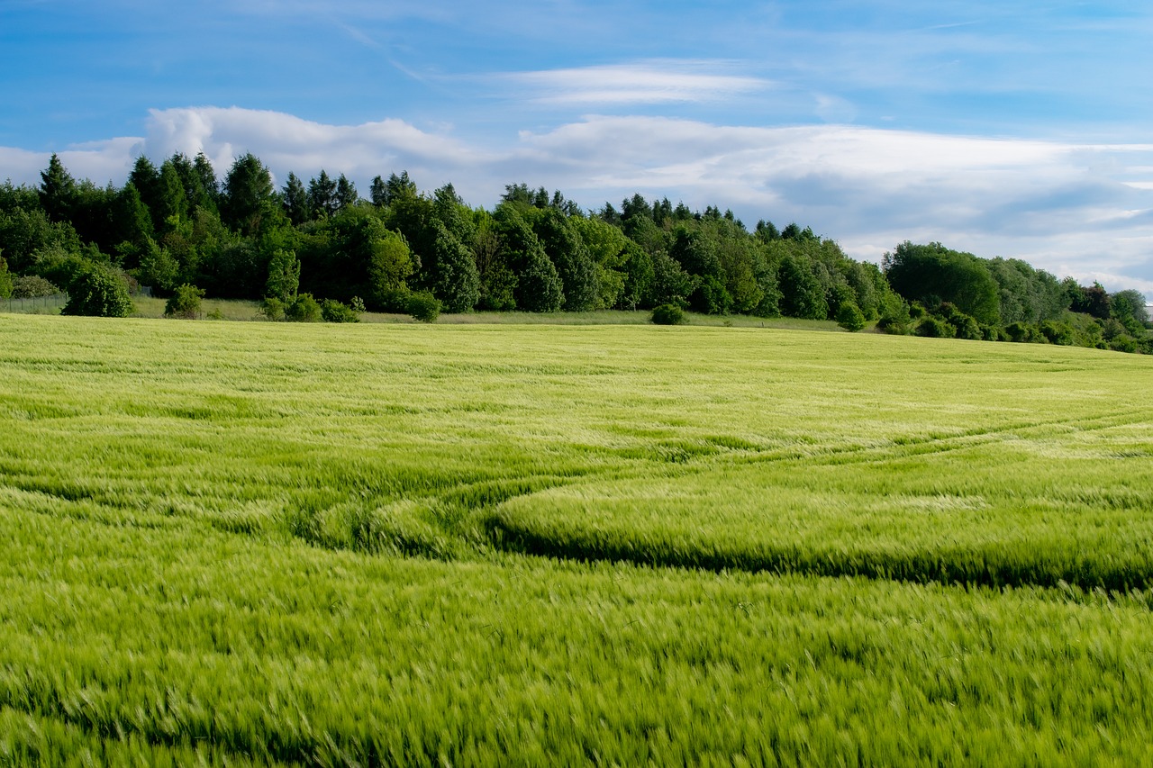 field, agriculture, grain