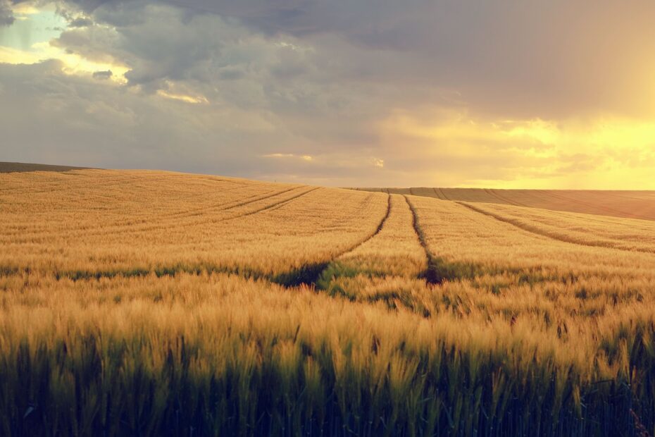 nature, landscape, field
