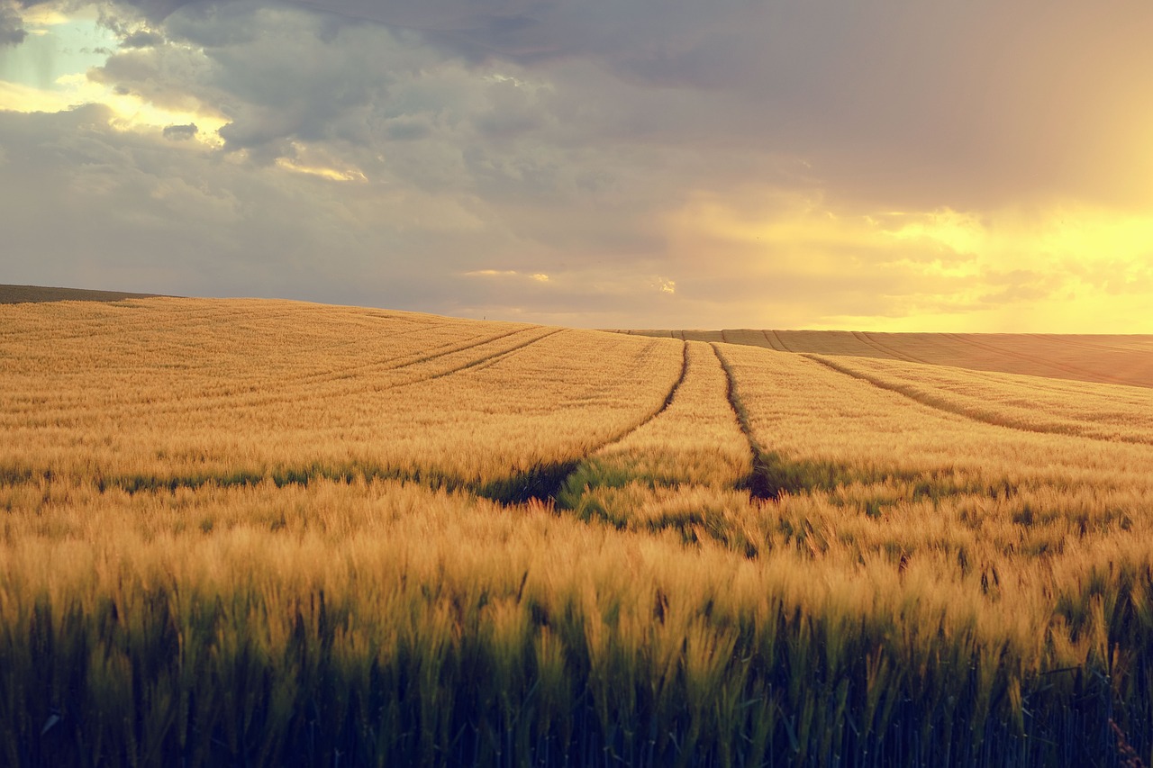 nature, landscape, field