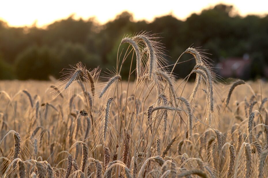 wheat, wheat field, wheat ears