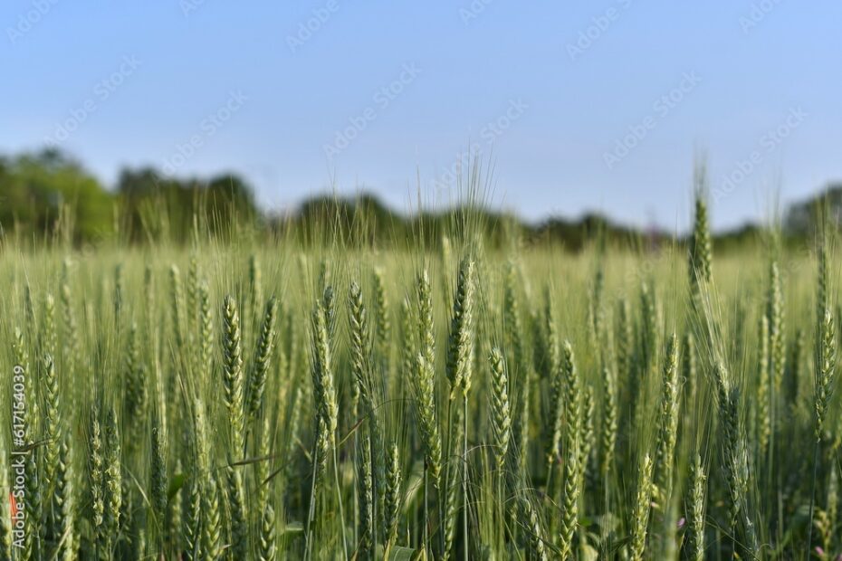Pole rosnącego żyta