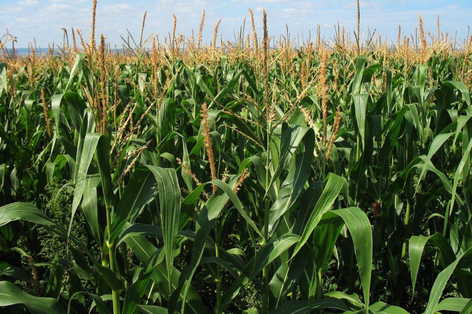 corn field, nature, crop, agriculture, farm, tall, plants, vegetable, maize, farming, summer, green vegetables, green farm, green field, corn field, corn field, corn field, corn field, corn field, maize, maize, maize