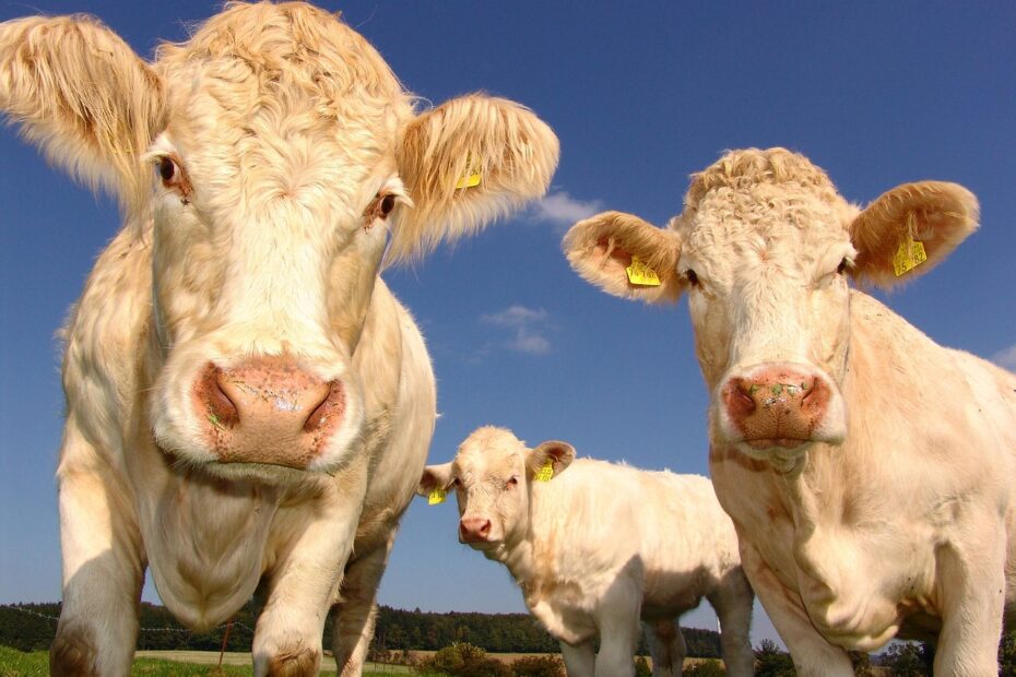 cows, curious, cattle, livestock, agriculture, cattle breeding, pasture, farm, mammals, ruminants, animals, nature, animal world, farm animals, cows, cows, cows, cows, cows, cattle, cattle, agriculture, farm, farm, farm animals