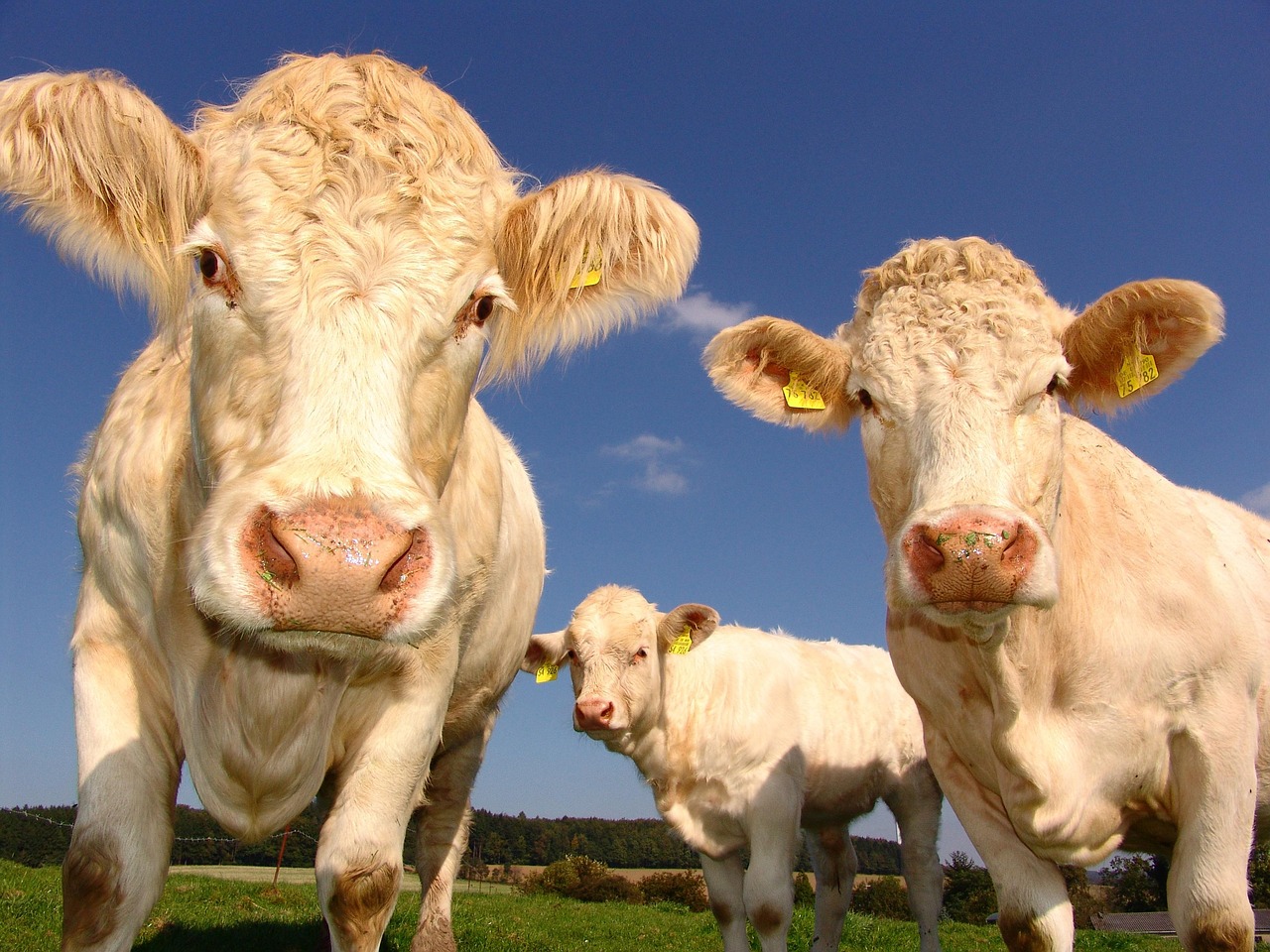 cows, curious, cattle, livestock, agriculture, cattle breeding, pasture, farm, mammals, ruminants, animals, nature, animal world, farm animals, cows, cows, cows, cows, cows, cattle, cattle, agriculture, farm, farm, farm animals