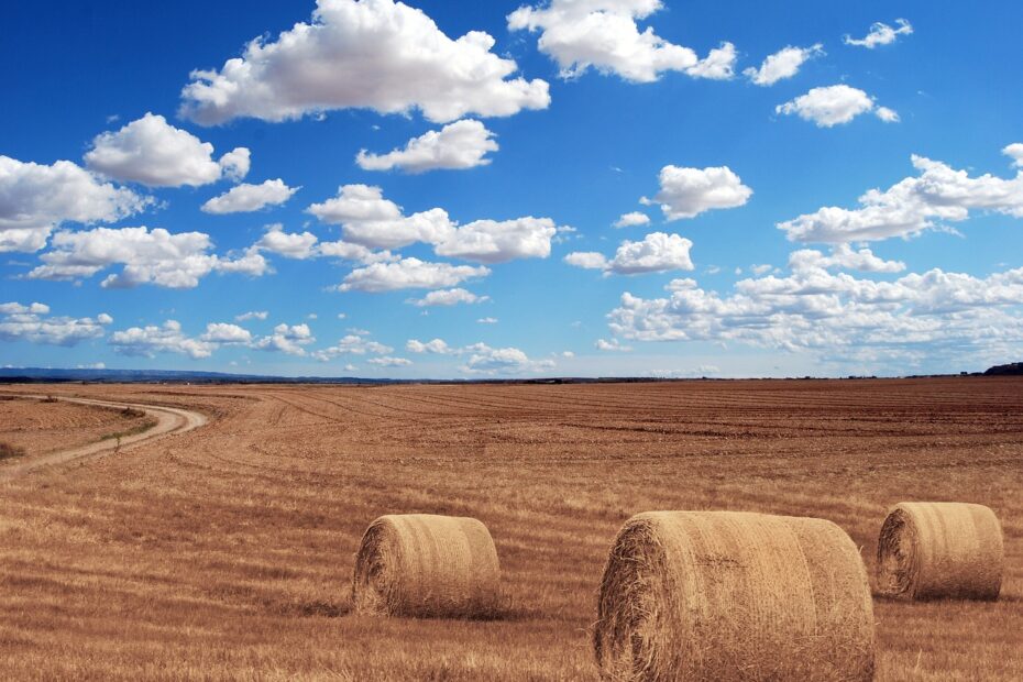 hay bales, round, farm, sky, clouds, field, harvest, hay, cultivation, tillage, straw, agriculture, summer, landscape, rural, countryside, farm, farm, farm, farm, farm, nature, harvest, agriculture