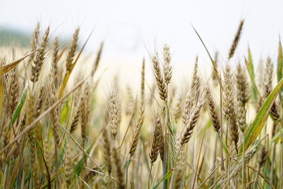 wheat, field, wheat field, barley, crops, wheat crops, arable land, agriculture, farm, farming, cultivation, nature, landscape, rural, countryside, wheat, wheat, wheat, wheat, wheat, agriculture, farm