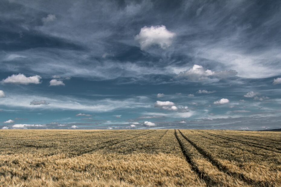 wheat fields, farm, horizon, clouds, field, sky, farmland, agriculture, arable, arable land, landscape, nature, wheat, rural, countryside, farm, farm, farm, farm, farm, farmland, farmland, farmland, farmland, farmland, wheat, wheat, wheat, wheat, wheat